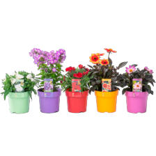 Bee Friendly mix